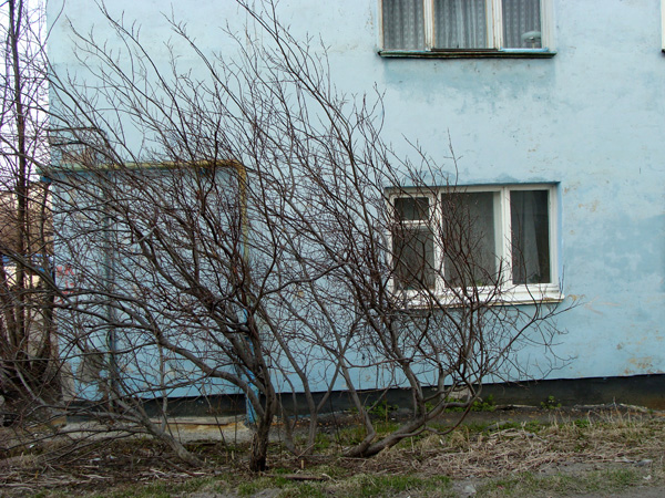 RUSSIAN_BLUES_PHOTO_002_w